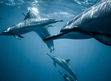 开运在线赛事平台-【意甲】莱奥开场6.76秒闪击 AC米兰2比1萨索洛